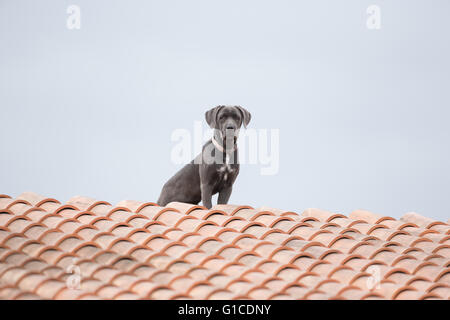 Cane su un tetto Foto Stock