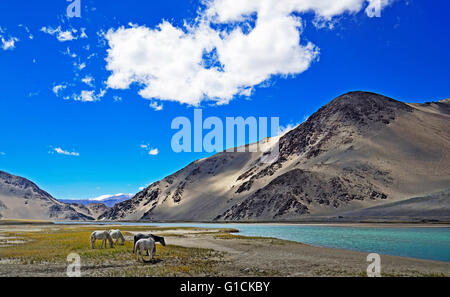 Indus fiume che scorre attraverso la valle Chanthang, Ladakh, India Foto Stock