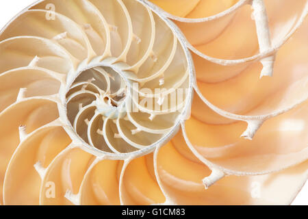 Nautilus sezione di guscio, perfetto modello di Fibonacci sfondo Foto Stock