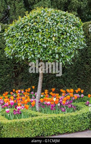 Tulipani colorati in un giardino boarder con scatola di copertura, England, Regno Unito Foto Stock