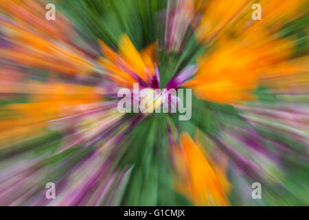 Tulipani colorati burst zoom in un giardino boarder, England, Regno Unito Foto Stock