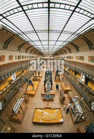 Scheletri di dinosauri, francese il Museo Nazionale di Storia Naturale, il Jardin des Plantes, Parigi, Francia Foto Stock