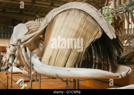 Scheletro di balena di destra che mostra la testa massiccia e baleen, francese il Museo Nazionale di Storia Naturale, il Jardin des Plantes, Parigi, Foto Stock