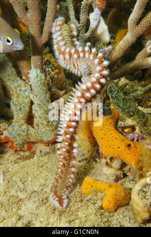 La vita marina, un barbuto fireworm, marine bristleworm, Hermodice carunculata, subacquea in Mar dei Caraibi Foto Stock