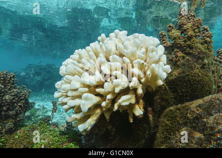 Lo scolorimento dei coralli Pocillopora coral sbiancata a causa di El Nino, oceano pacifico, Huahine isola laguna, Polinesia Francese Foto Stock