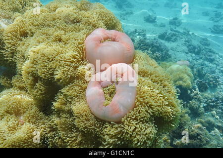 Magnifico mare anemoni Heteractis magnifica, vita sottomarina, oceano pacifico, Polinesia Francese Foto Stock