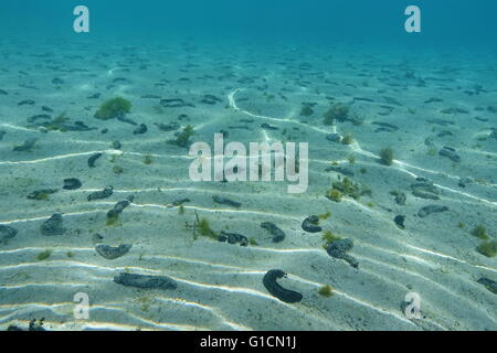 Sabbia poco profondo oceano pavimento con molti neri cetrioli di mare, Holothuria atra, oceano pacifico, Polinesia Francese Foto Stock