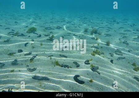 Shallow sandy ocean floor with many black sea cucumbers, Holothuria atra, Pacific ocean, French polynesia Foto Stock
