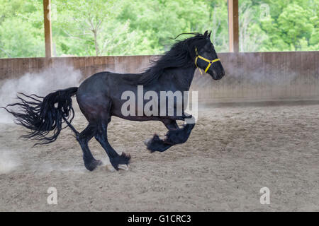 Stallone nero di frisone cavallo gallopping Foto Stock