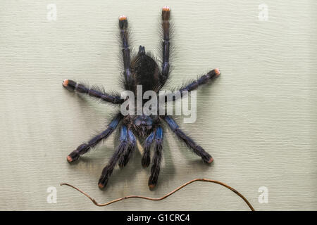 Tarantula velenosi in un terrario Foto Stock