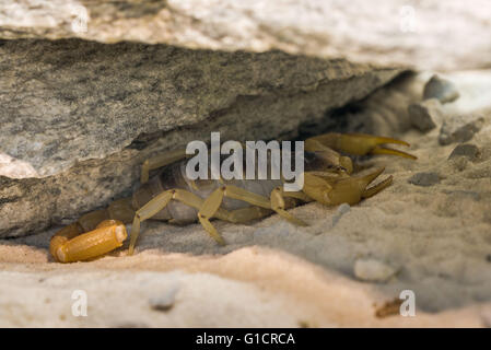 Desert Scorpion sotto una roccia Foto Stock
