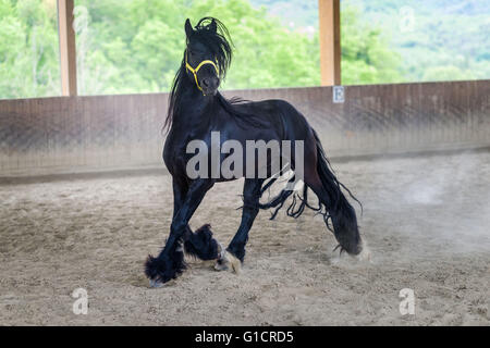 Stallone nero di frisone cavallo gallopping Foto Stock