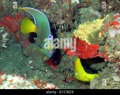 Regina Angelfish (Holacanthus Ciliaris) e rock bellezza, Holacanthus tricolore. Foto Stock