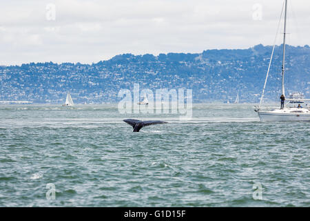 Raro avvistamento di madre Humpback Whale, Megaptera novaeangliae, e Baby nuoto all'interno della baia di San Francisco Foto Stock