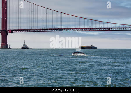 Raro avvistamento di madre Humpback Whale, Megaptera novaeangliae, e Baby nuoto all'interno della baia di San Francisco con il Golden Gate bridge in background Foto Stock