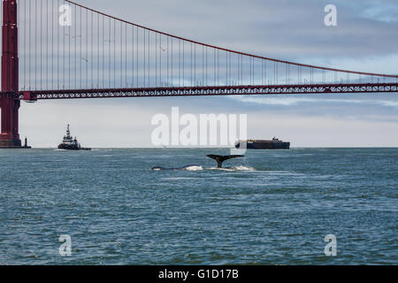 Raro avvistamento di madre Humpback Whale, Megaptera novaeangliae, e Baby nuoto all'interno della baia di San Francisco con il Golden Gate bridge in background Foto Stock