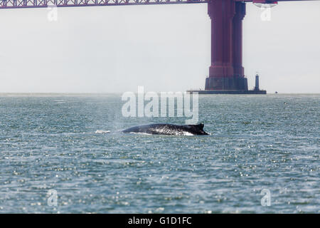 Raro avvistamento di madre Humpback Whale, Megaptera novaeangliae, e Baby nuoto all'interno della baia di San Francisco con il Golden Gate bridge in background Foto Stock