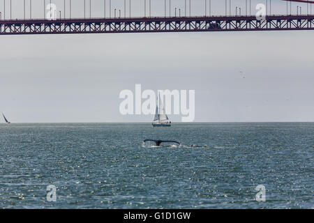 Raro avvistamento di madre Humpback Whale, Megaptera novaeangliae, e Baby nuoto all'interno della baia di San Francisco con il Golden Gate bridge in background Foto Stock