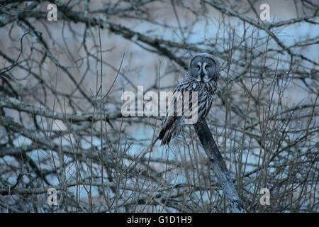 Grande Gufo grigio in Svezia seduto su un pesce persico si affaccia su di un campo per la ricerca in preda Foto Stock
