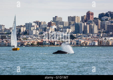 Raro avvistamento di madre Humpback Whale, Megaptera novaeangliae, e Baby nuoto all'interno di San Francisco Bay con Vista della città in background Foto Stock