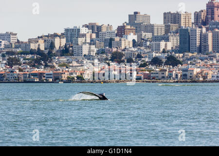 Raro avvistamento di madre Humpback Whale, Megaptera novaeangliae, e Baby nuoto all'interno di San Francisco Bay con Vista della città in background Foto Stock