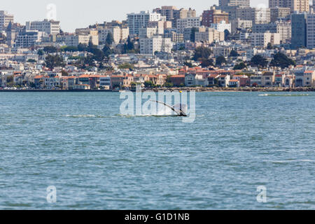 Raro avvistamento di madre Humpback Whale, Megaptera novaeangliae, e Baby nuoto all'interno di San Francisco Bay con Vista della città in background Foto Stock