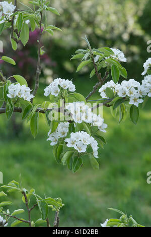 Ventilatore addestrato Pyrus communis Concorde tree. Pear Tree in fiore a RHS Wisley Gardens. Surrey, Inghilterra Foto Stock