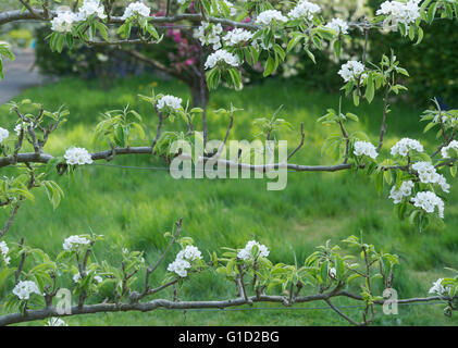 Ventilatore addestrato Pyrus communis Concorde tree. Pear Tree in fiore a RHS Wisley Gardens. Surrey, Inghilterra Foto Stock