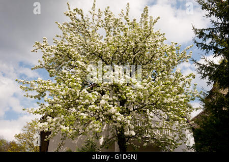 Albero della mela bianco cortina di fioritura e di fronte alla casa, Malus fioritura in primavera in Polonia, Europa, fiori in abbondanza. Foto Stock