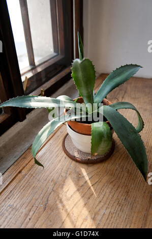 Agave verde crescere sul davanzale, piante succulente in interno di una casa in Polonia, fogliame in sun luce dalla finestra in legno, fiore Foto Stock