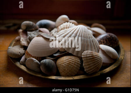 Conchiglie di mare macro sul davanzale in casa interno, piastra con vari gusci e ciottoli pila closeup in piedi sulla pedana di legno Foto Stock