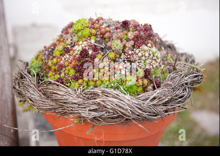 Houseleeks nel vaso di argilla verde e rossa piccola rosette closeup, variata Sempervivum succulenta perenne poco piante. Foto Stock