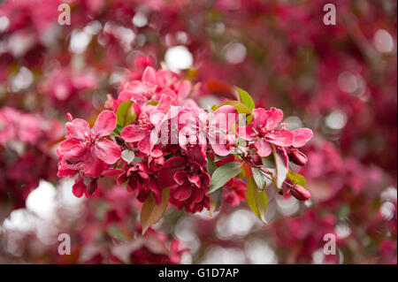 Malus Royalty Crab Apple tree red fioritura in primavera in Polonia, Europa, fiori in abbondanza sul lussureggiante fioritura macro ad albero. Foto Stock