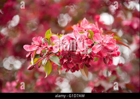 Red Malus Royalty Crab Apple tree fioritura in primavera in Polonia, Europa, con abbondanza di fiori e foglie sul lussureggiante fioritura. Foto Stock