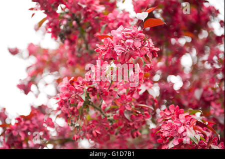 Fioritura rossa Crab Apple tree, Malus Royalty nella stagione primaverile in Polonia, Europa, con abbondanza di fiori e foglie sul lussureggiante fioritura Foto Stock