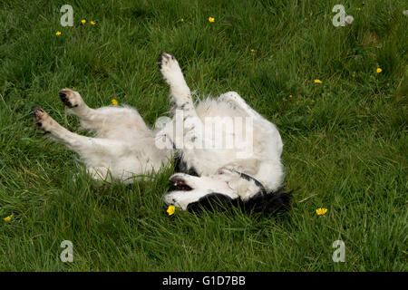 Un cocker spaniel cane rotolamento su qualcosa di puzzolente in erba Foto Stock