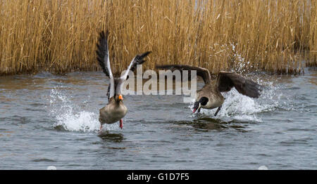 Aggressivo Canada Goose attaccando un grigio oca lag Foto Stock