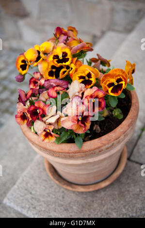 Giallo Rosso pansies fioritura mazzetto in argilla vaso, variegata fioritura viola le piante crescono in grumi in Polonia. Foto Stock