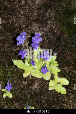 Pinguicula grandiflora, a fiore grande Butterwort, cresce su rupi umide nel Parco Naturale Somiedo, Asturias, Spagna. Aprile. Foto Stock