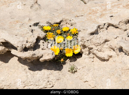 Giallo mare Aster piante in fiore, Asteriscus maritimus, Parco Naturale Cabo de Gata, Almeria, Spagna Foto Stock