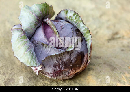 Organico, cavolo rosso seduto sulla pietra. Foto Stock