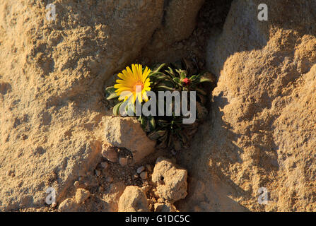 Giallo mare Aster piante in fiore, Asteriscus maritimus, Parco Naturale Cabo de Gata, Almeria, Spagna Foto Stock