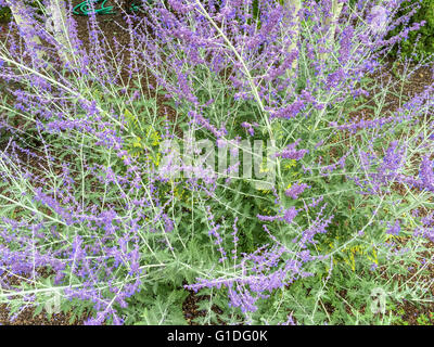 Splendida fioritura bush su un ranch nel Montana Foto Stock