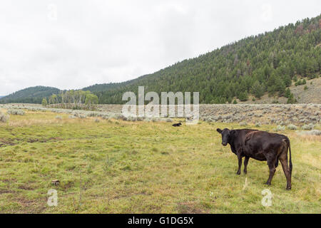 Il Black Angus vacche su un ranch in Montana con da montagne coperte di verde in background Foto Stock