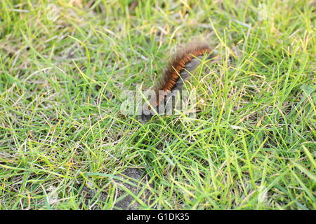 Caterpillar della fox moth (Macrothylacia rubi). Foto Stock