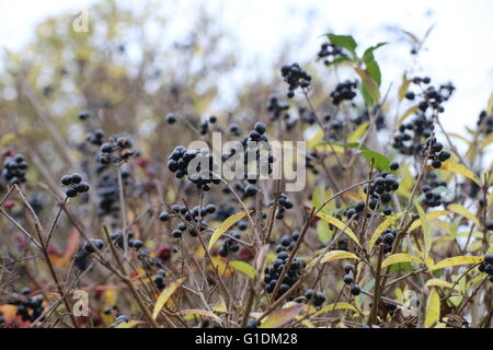 Bacche di colore nero di un ligustro (Ligustrum) hedge. Foto Stock