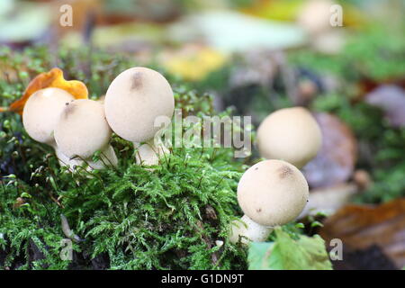 A forma di pera puffballs (Lycoperdon pyriforme) di MOSS. Foto Stock