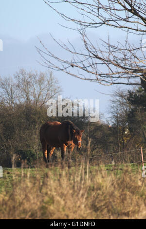 Grande e pesante il cavallo dell'aratro in piedi su un prato. Foto Stock