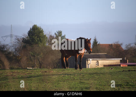 Grande e pesante il cavallo dell'aratro in piedi su un prato. Foto Stock