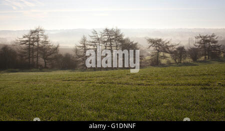 Cerca su terreni agricoli e di pini verso tessitore Misty Hills, ellastone, Staffordshire, Regno Unito Foto Stock